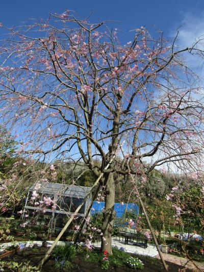 小田急団地内の枝垂れ桜（横浜市戸塚区舞岡町）ー2024年春