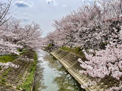 奈良　竜田川沿いの桜を眺めつつ二駅歩いてみた～