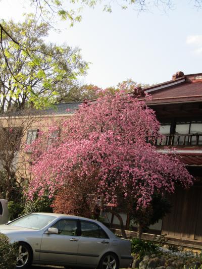 細田バス停近くのお宅の紅枝垂れ桜（横浜市戸塚区汲沢町）ー2024年春