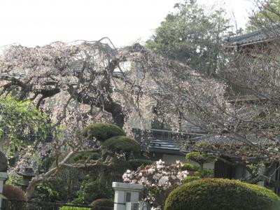 石井家の枝垂れ桜（横浜市戸塚区汲沢町）ー2024年