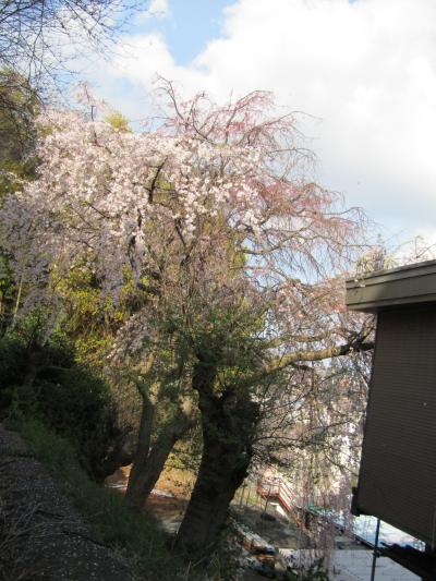 大坂台庚申塚脇の鉄工所裏の枝垂れ桜