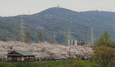 2024 お花見～満開の深北緑地にて