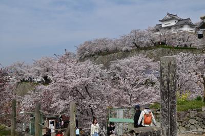 コロナ明けの津山城花見