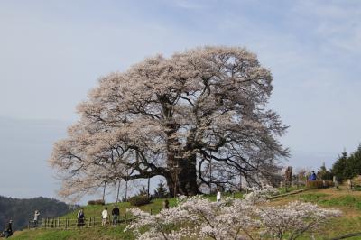 醍醐桜満開の記事を見て直ちに出動、早起きしたので渋滞無しで第3駐車場に到着15度目の逢瀬となりました