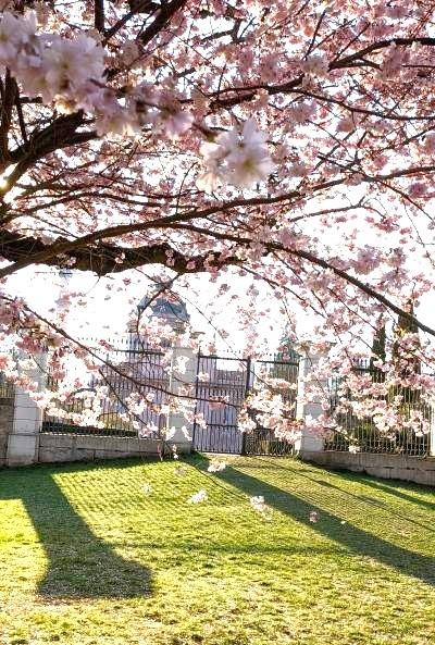ハイデルベルグ郊外、シュヴェッツィンゲン城の桜は日本より早かったか？庭園でコウノトリに遭遇す。