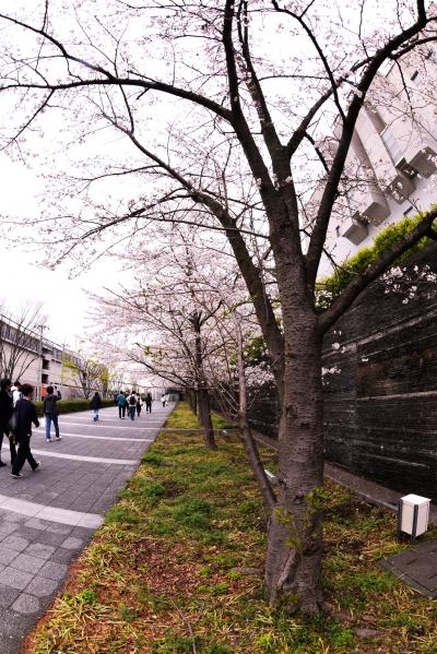 慶応大学に「桜咲く」