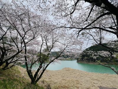 古座川の桜と潮岬～熊野那智勝浦ドライブ女子旅