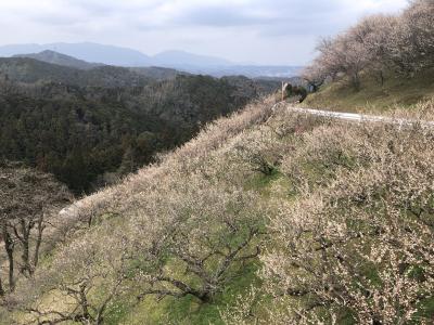 関西の桃源郷を探す　下市広橋梅林・吉野