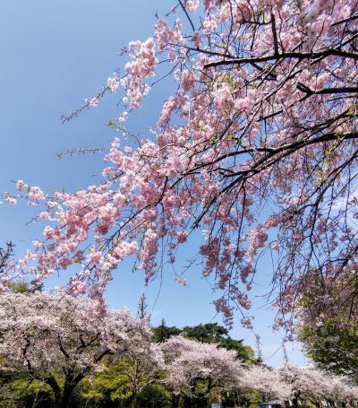 くにたち 桜満開