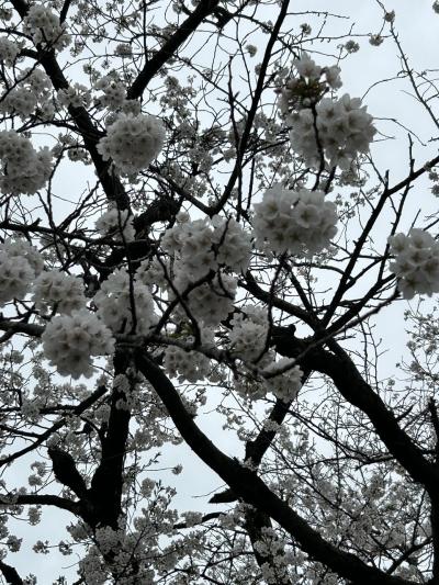 魚米　ゆず庵　赤城千本桜　大胡グリーンフラワー牧場　小泉稲荷神社