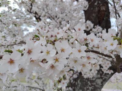 岡崎城公園(岡崎公園)の桜