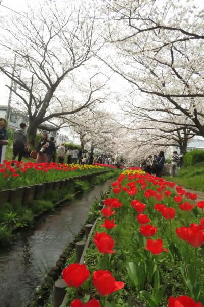 江川せせらぎ緑道、今年も行ってきた。