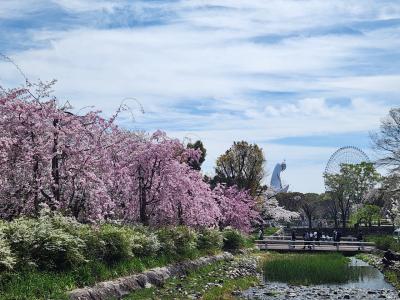 2024 万博記念公園　お花見