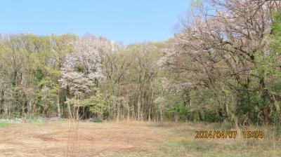 森のさんぽ道で見られた山桜と山野草