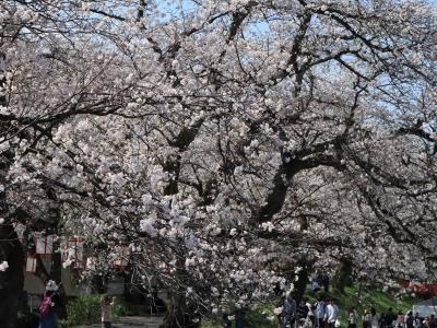 越前福井の春 1/4（北陸新幹線 金沢‐敦賀間 開業、第39回ふくい桜まつり「足羽川＆福井城址」 編）2024