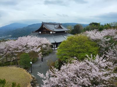 急げ「将軍塚」