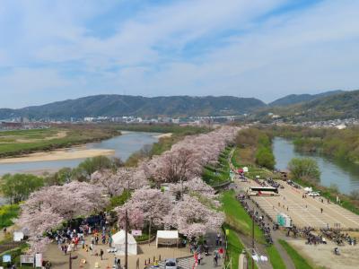2024 春・淀川河川公園背割堤の桜と石清水八幡宮