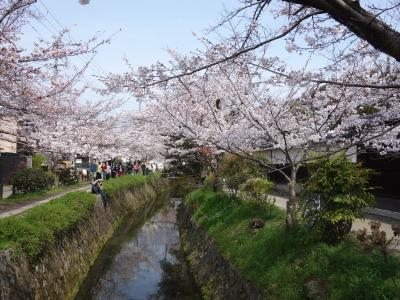 満開の桜の下，銀閣寺から哲学の道をあるく。