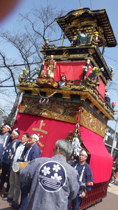 今年の桜　（岩倉の山車と近場花見サイクル）