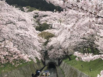 桜パトロール　琵琶湖疎、三井寺