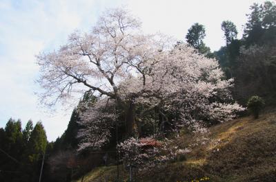 岩井畝の大桜とカタクリに2年ぶりの再会
