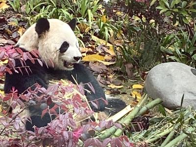 清明節休暇はパンダの街成都へNo.２　成都大熊猫繁育研究基地で一生分のパンダを見た　なんとかして混雑を回避しよう