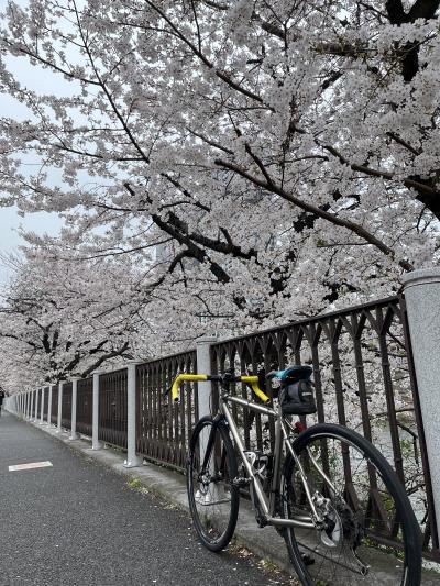 2024年4月6日　朝サイクリング　新宿、内濠外濠の桜