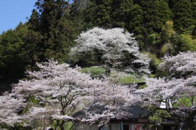樹齢300年桜本寺の大桜、真庭市立富原小学校の桜と深山桜と初逢瀬
