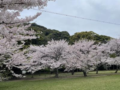 桜が満開。津和野から萩そして秋芳洞へドライブ旅行