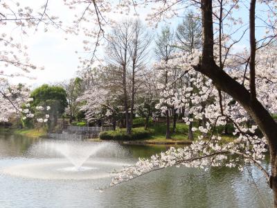 噴水のある修景池の桜景色と水彩画・油彩画モードで遊びながら～やっと桜が見頃の2024年の花見撮影散策は近所の動物園と公園で