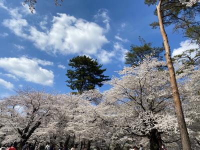 さくら満開　大宮公園