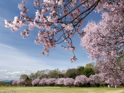 「ラブリバー親水公園うぬき」のサクラ_2024_コヒガンザクラが満開でした（伊勢崎市）