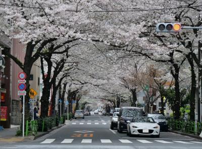 2024年桜開花状況&#x2661;新川～茅場町・日本橋周辺＆ポニー食堂