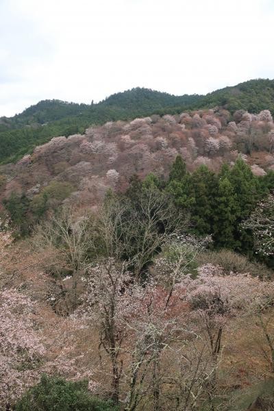 吉野の桜と花の大和路　前編