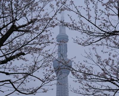 2024年桜開花状況&#9825;浅草