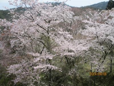 2024.4：関西：ASANAのライブ参戦（２）：吉野山の桜（１）