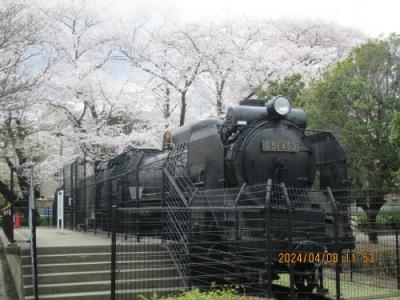 柏市の明原・西口第一公園・蒸気機関車と桜・2024年