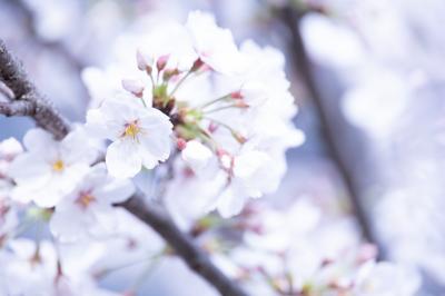 込高新田堤防跡の桜