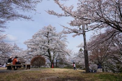 桜見物(2024.04.06・2.大法師公園の桜)