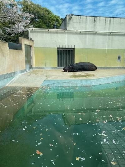 桜も楽しめる福岡市動物園