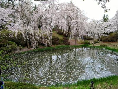 桜を求めて、釜山・慶州おばちゃん二人花見旅④～慶州の桜名所・普門亭・普門湖桜並木～