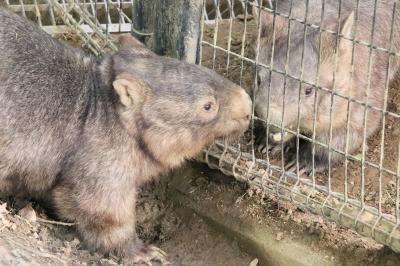 GW前から初日の茶臼山動物園2023（４）ライオンの丘で絶景背景のカップルに夢中～シャッターを自分で開閉する絶叫ウォンバットのモモコちゃん他