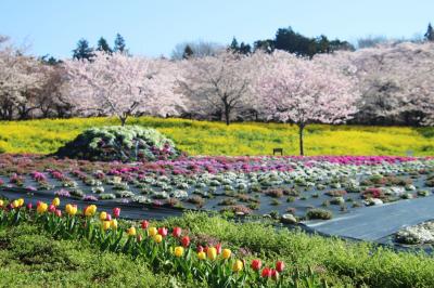 赤城千本桜　２０２４