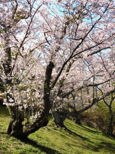 今満開の奥須磨公園の桜