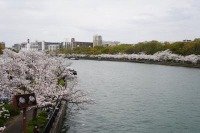 2024　大川のさくら散歩（都島橋より下流側の右岸）