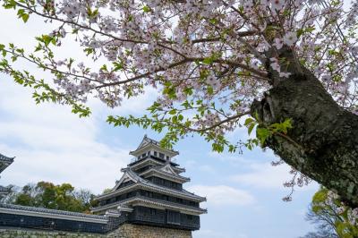 中津の桜　2024