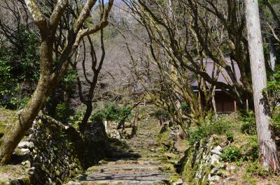 桜満開 鶏足寺から石道寺への散策路