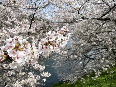 東京の桜の名所めぐり