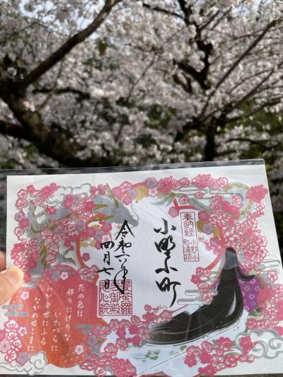 西国33観音巡礼　嬉しいことに桜満開　京都の旅③