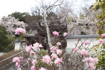 岡山・醍醐の桜を求めて（美作滝尾駅・千光寺・城東街並み・津山高校旧本館）